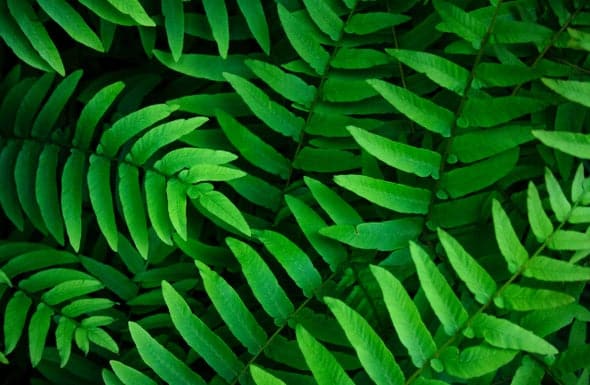 oboloo plant1