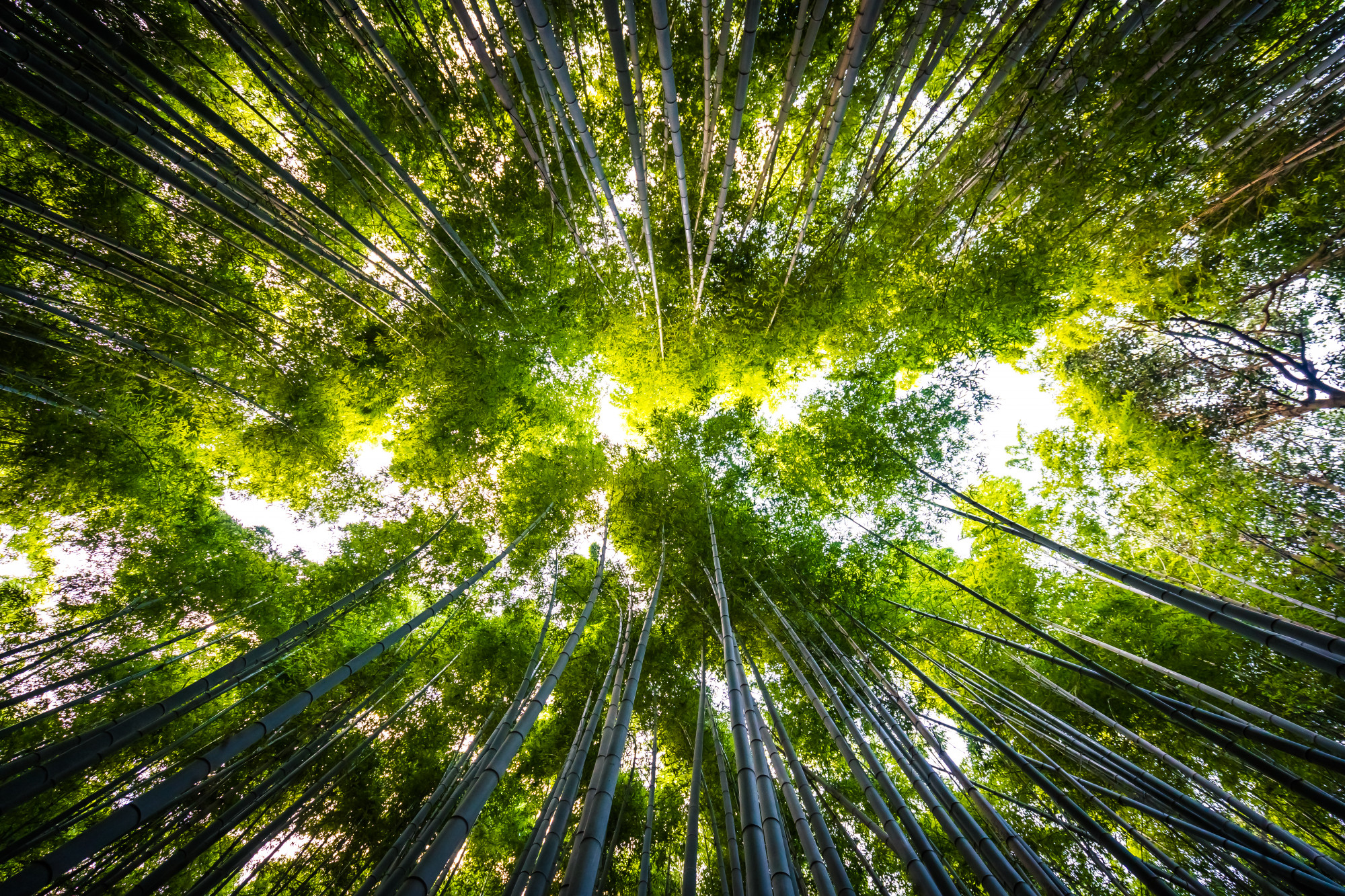 ESG Sustainability
